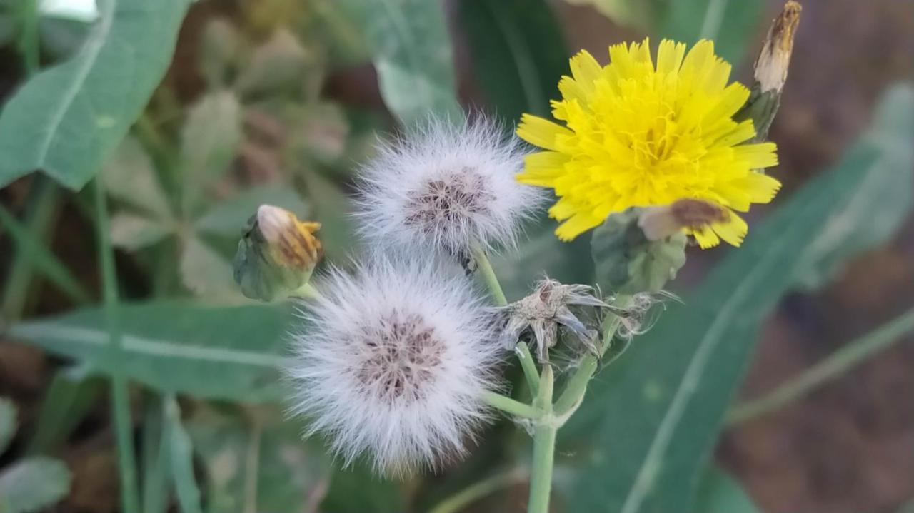 Kelaat-M'Gouna Les Jardins Du M'Goun B&B 외부 사진