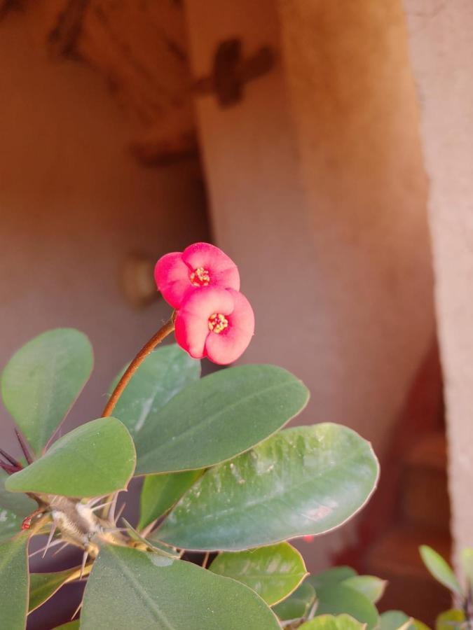 Kelaat-M'Gouna Les Jardins Du M'Goun B&B 외부 사진